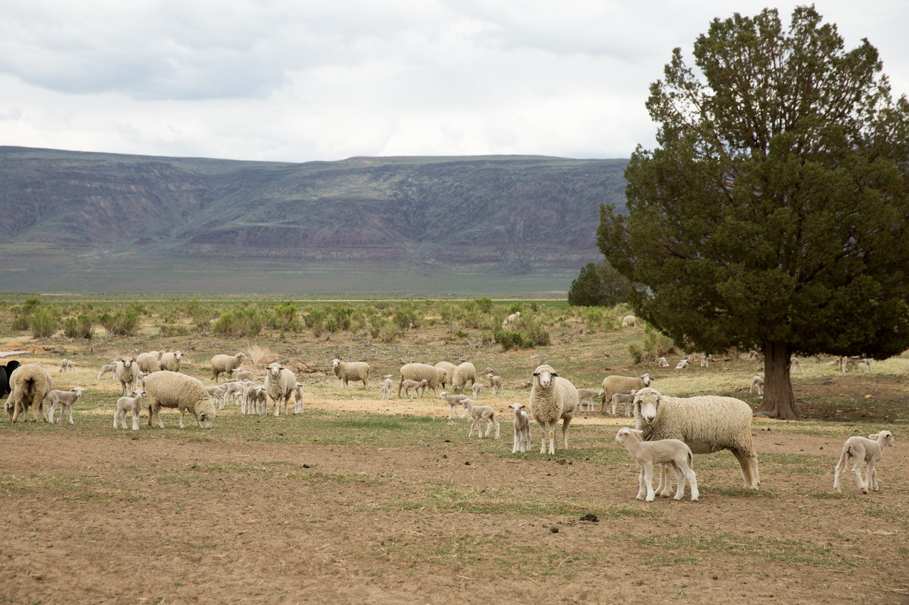 sheep at Bare Ranch in Northeast California